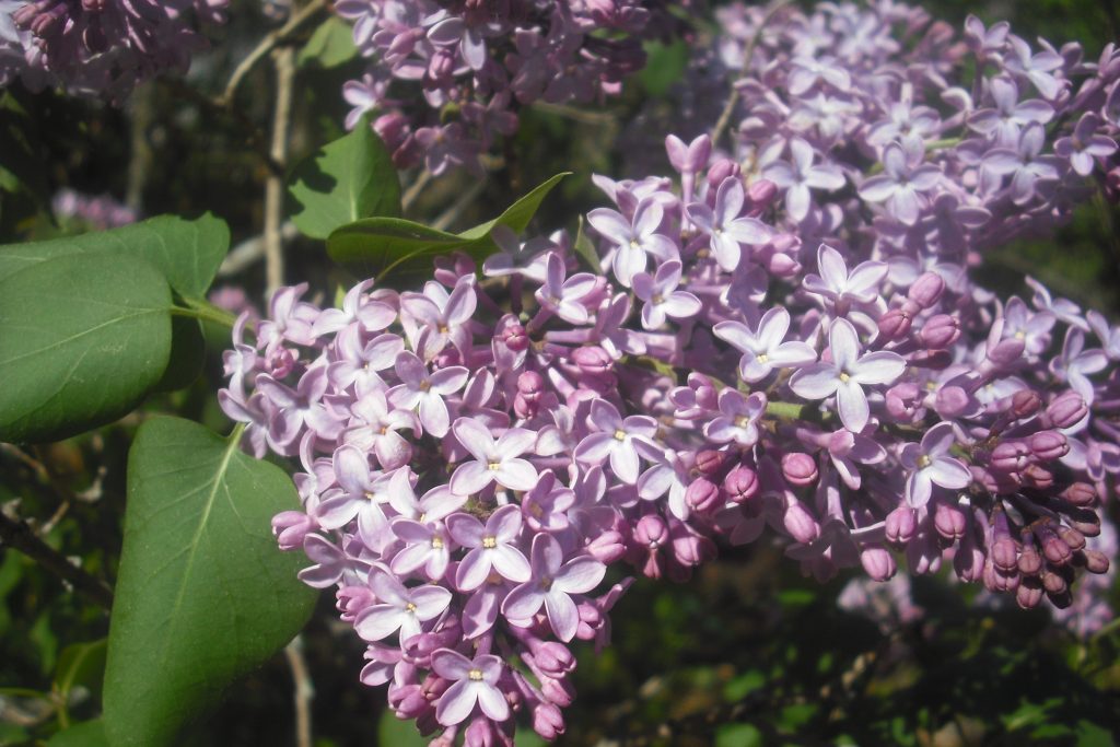 The lilacs are in full bloom, all across New Hampshire. I miss them. 