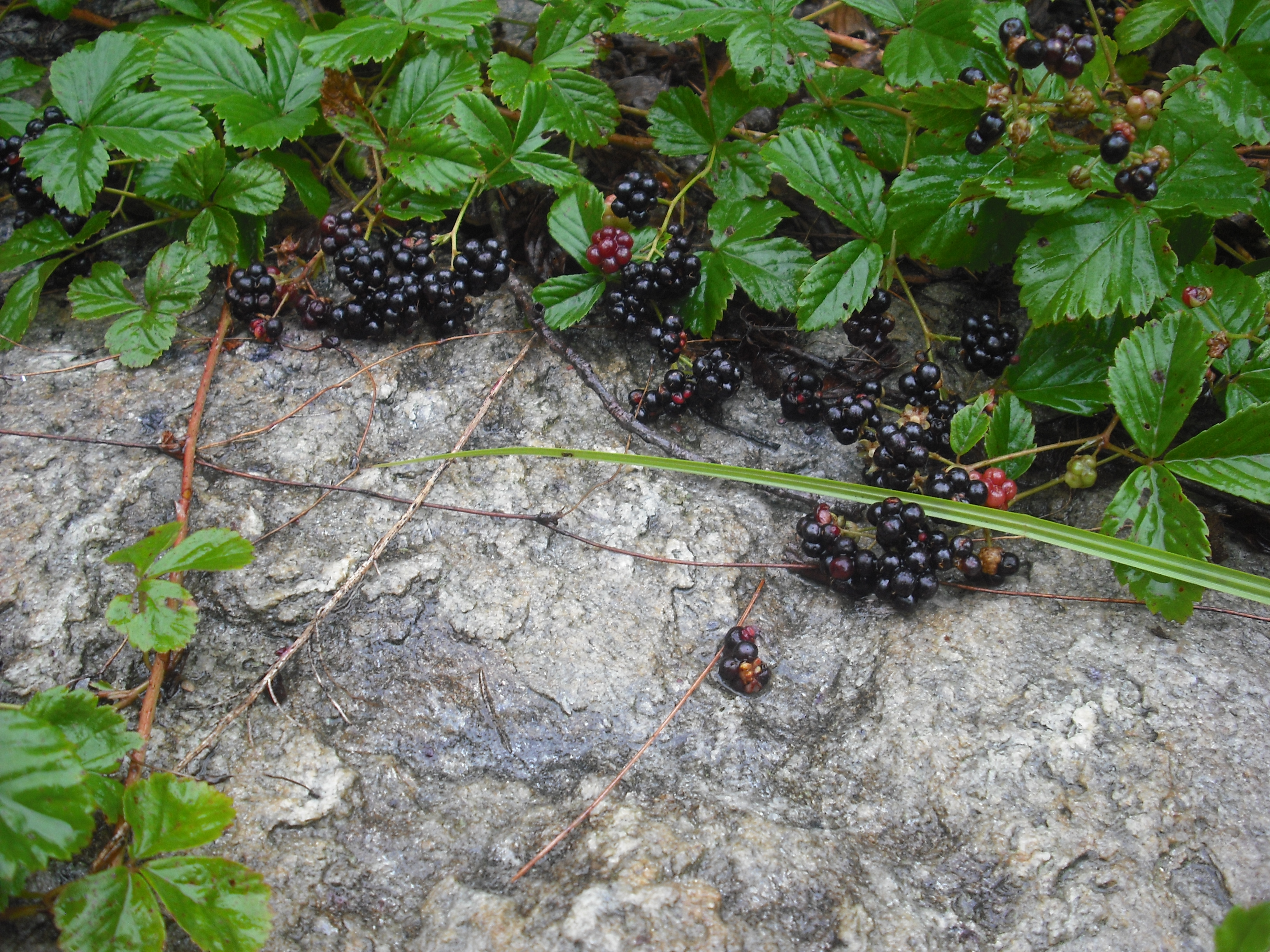 dewberry on granite