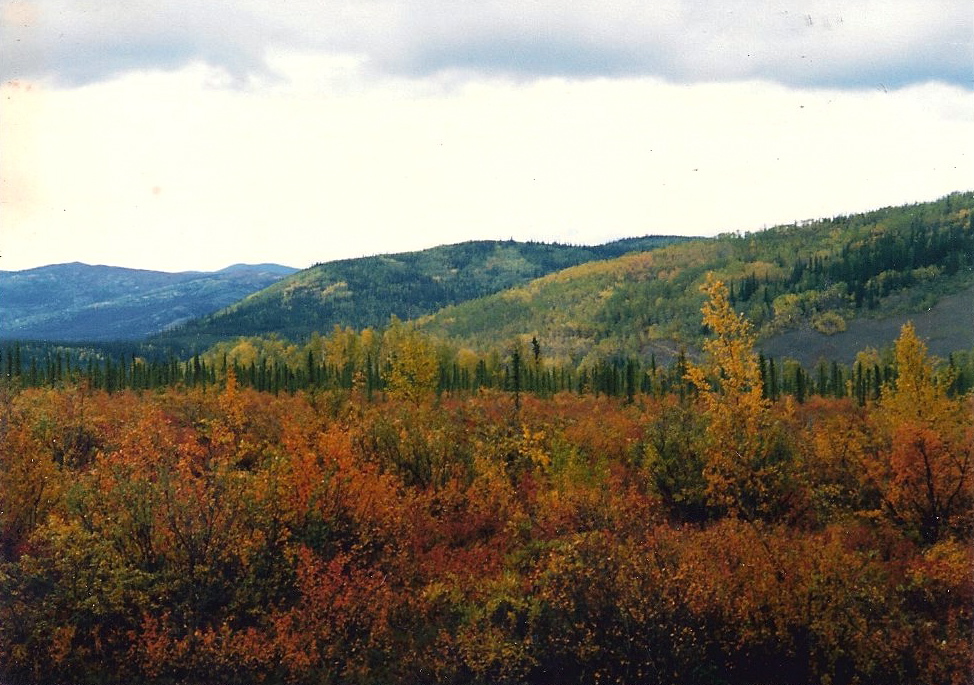 Fall on the Muskeg