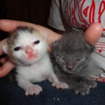 Cedar's Kittens
