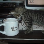 Kittens and Coffee