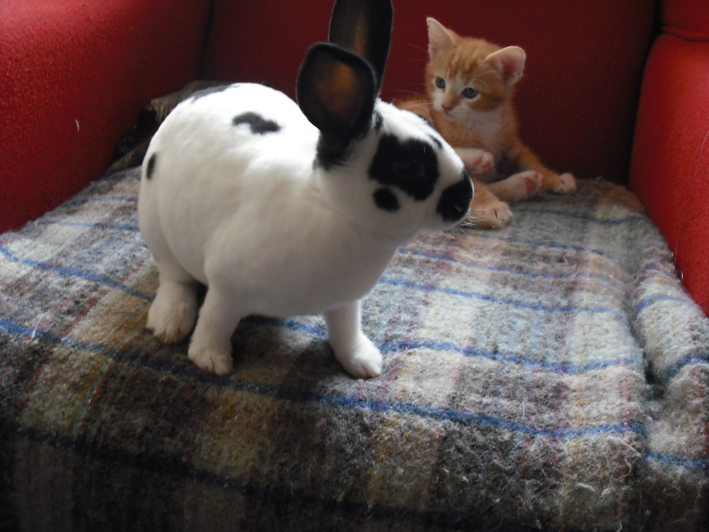 bunny and Kitten