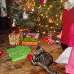 Cat and ornaments
