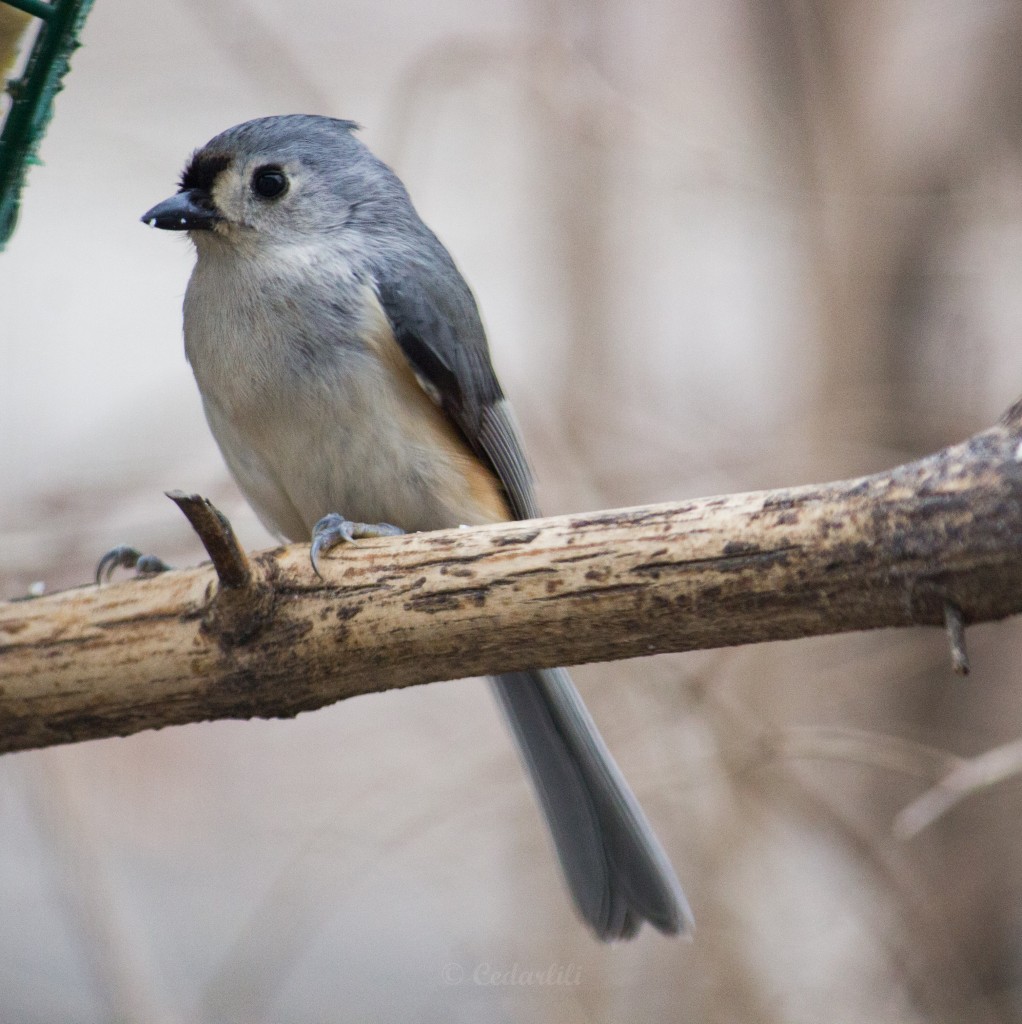 Tufted Titmouse, looking meek with his crest deflated. 