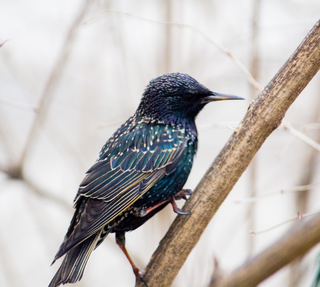 Starlings are surprisingly colorful close up - but the evil look intensifies. 