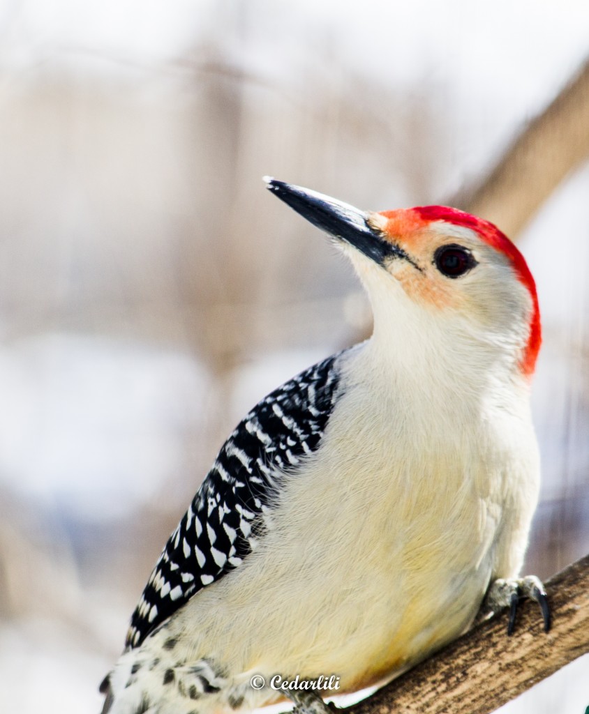 The big woodpecker - a Flicker. 