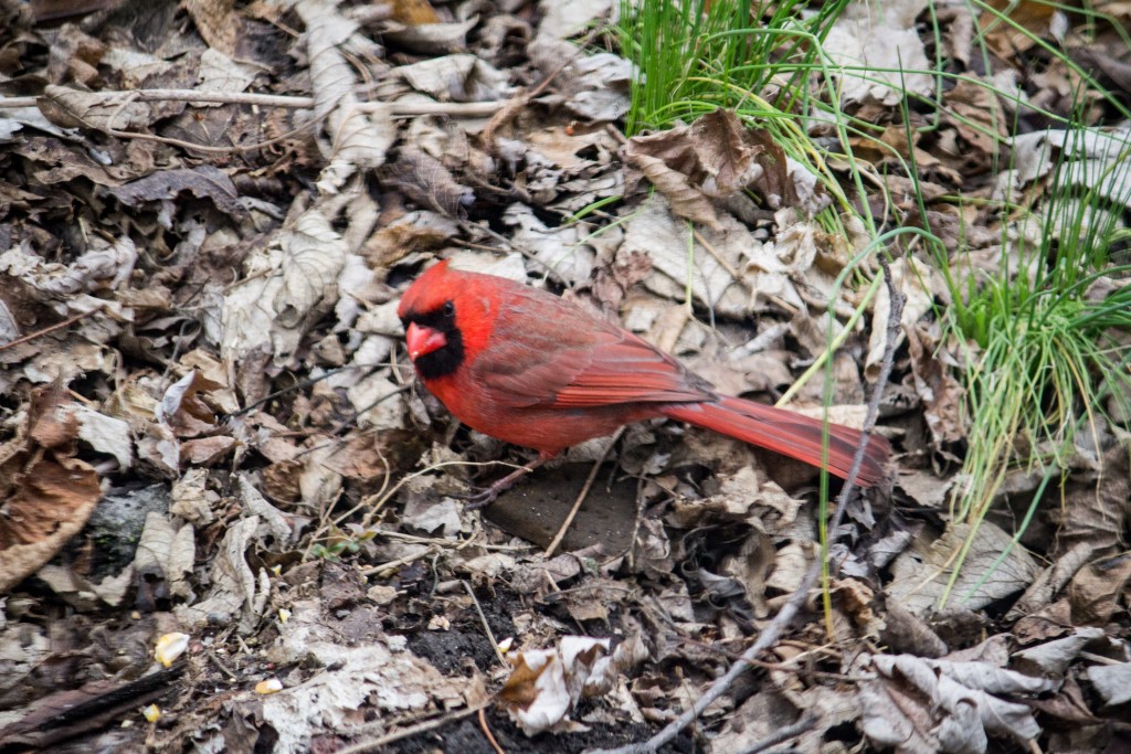 Mr Cardinal by the wild onions. 