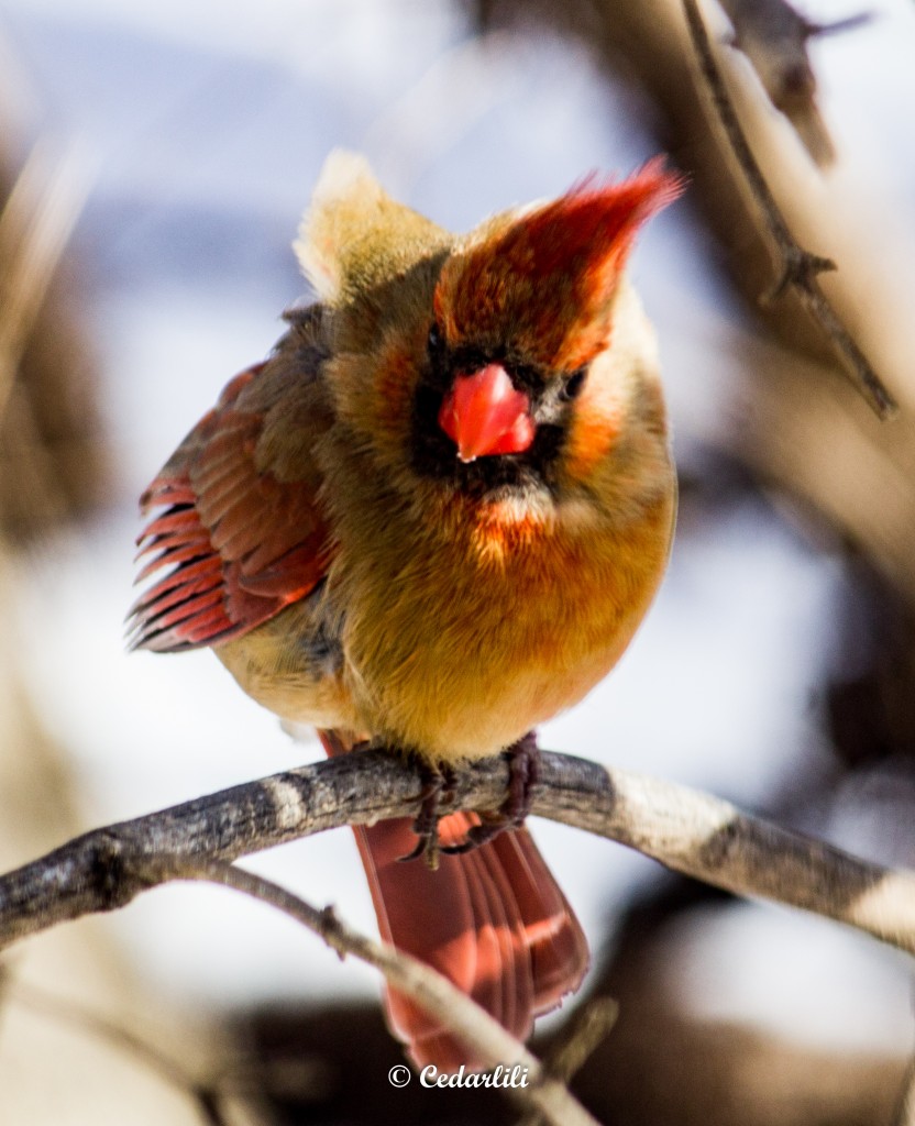 Female Cardinal in wind