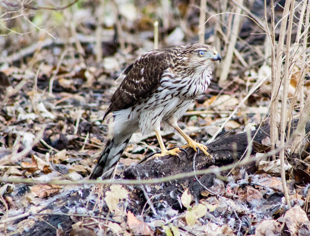 A juvenile Cooper's Hawk, he's been feeding on a starling. 