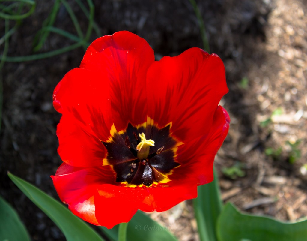Red tulip interior 