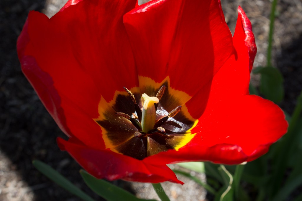red tulip 