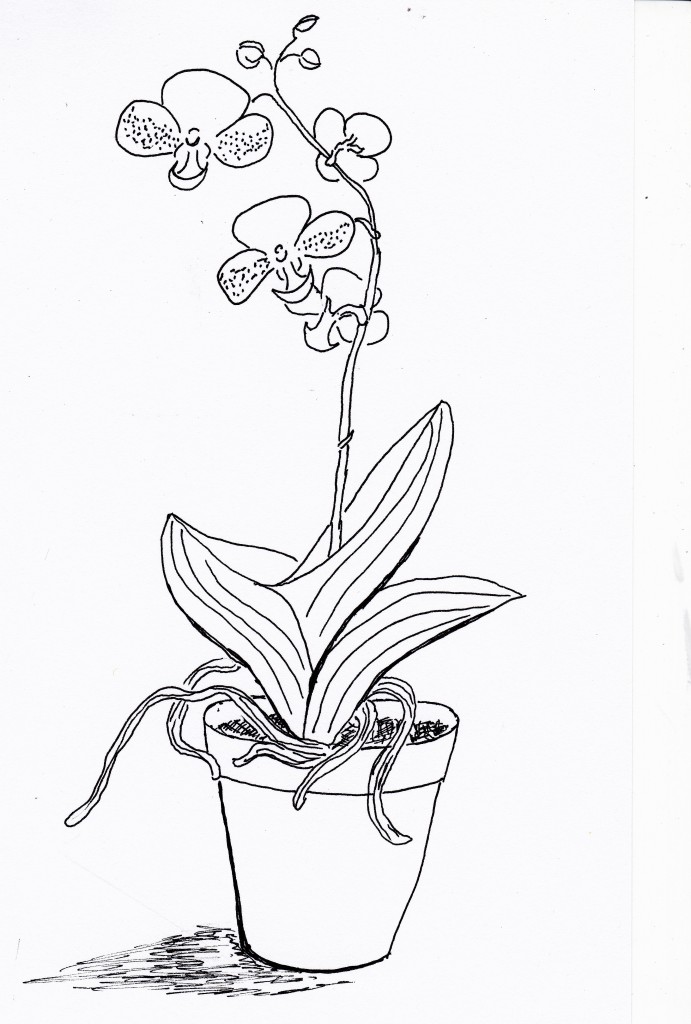 Day 89: Moth Orchid