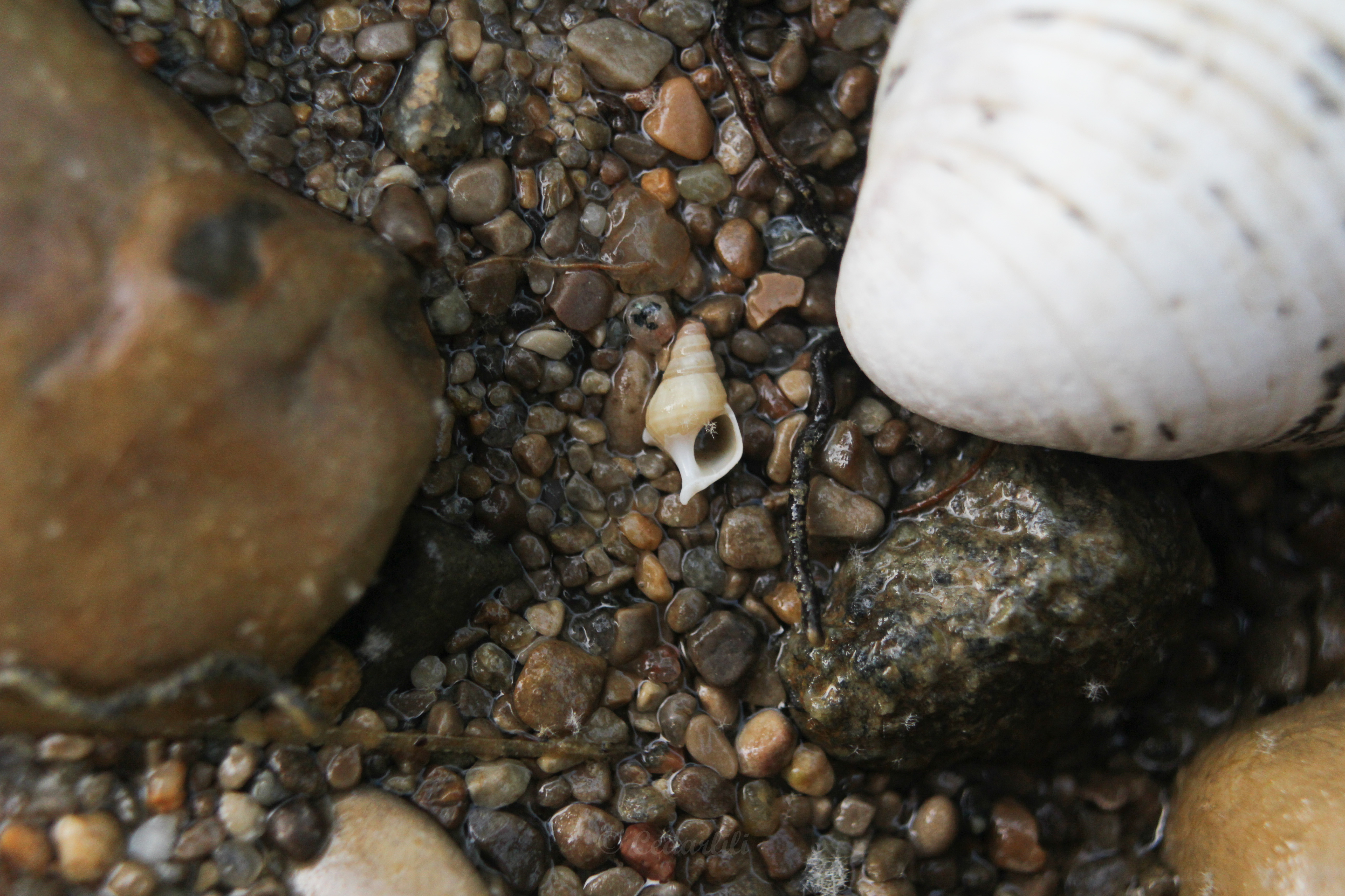 Myth-Busting: Ocean Plastic