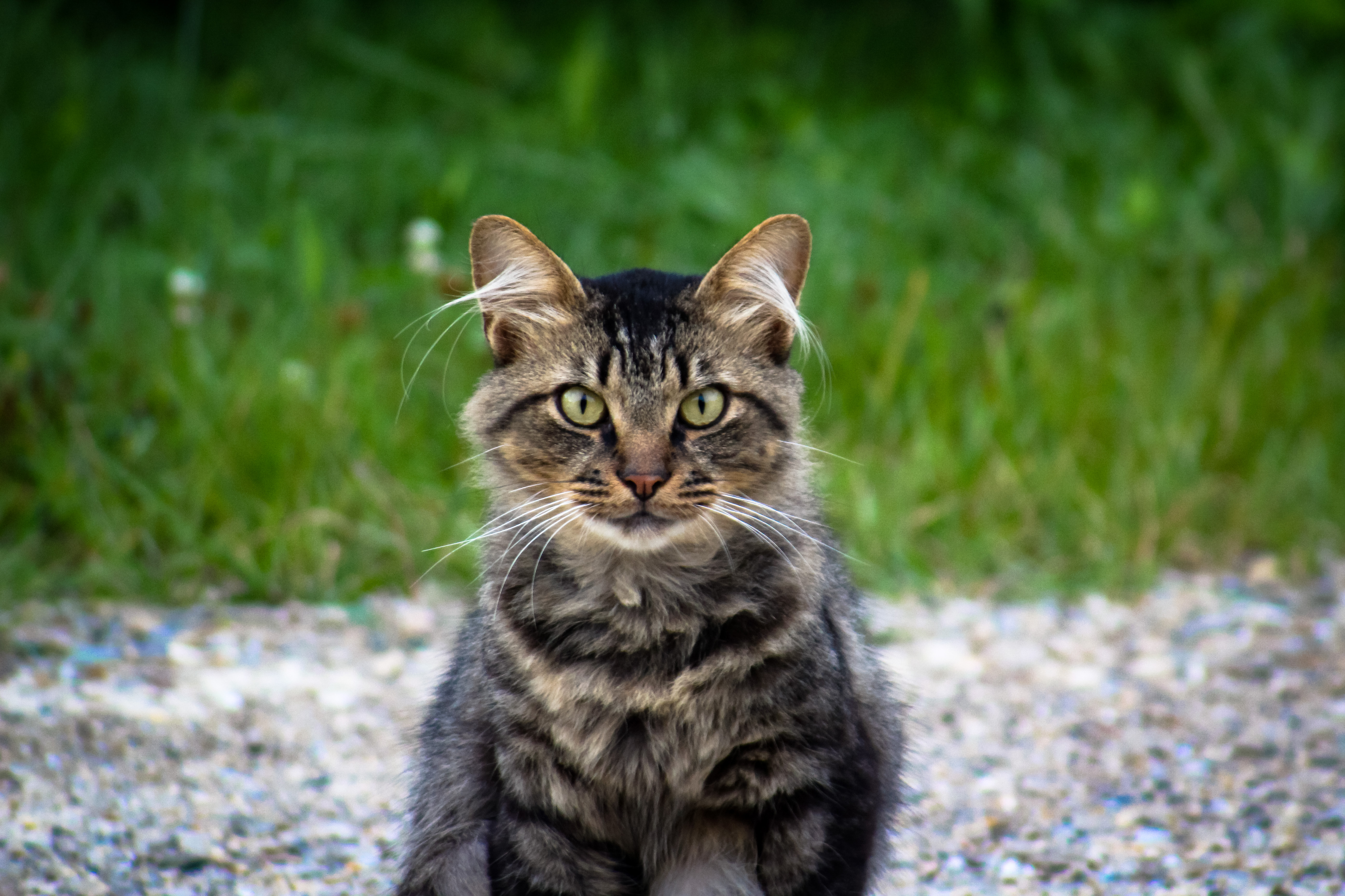 Odd Prompts: The Cat’s Miaow